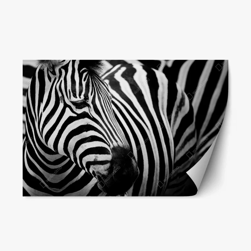 Repositionable sticker zebra stripes in monochrome