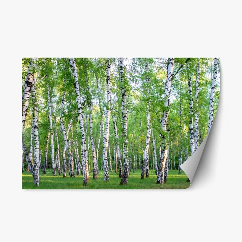 Repositionable sticker serene birch grove in summer