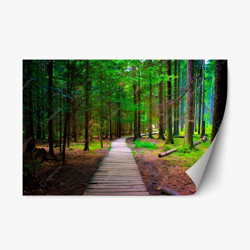 Repositionable sticker serene forest boardwalk path