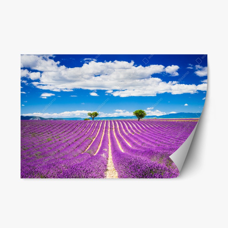Repositionable sticker lavender fields in Provence