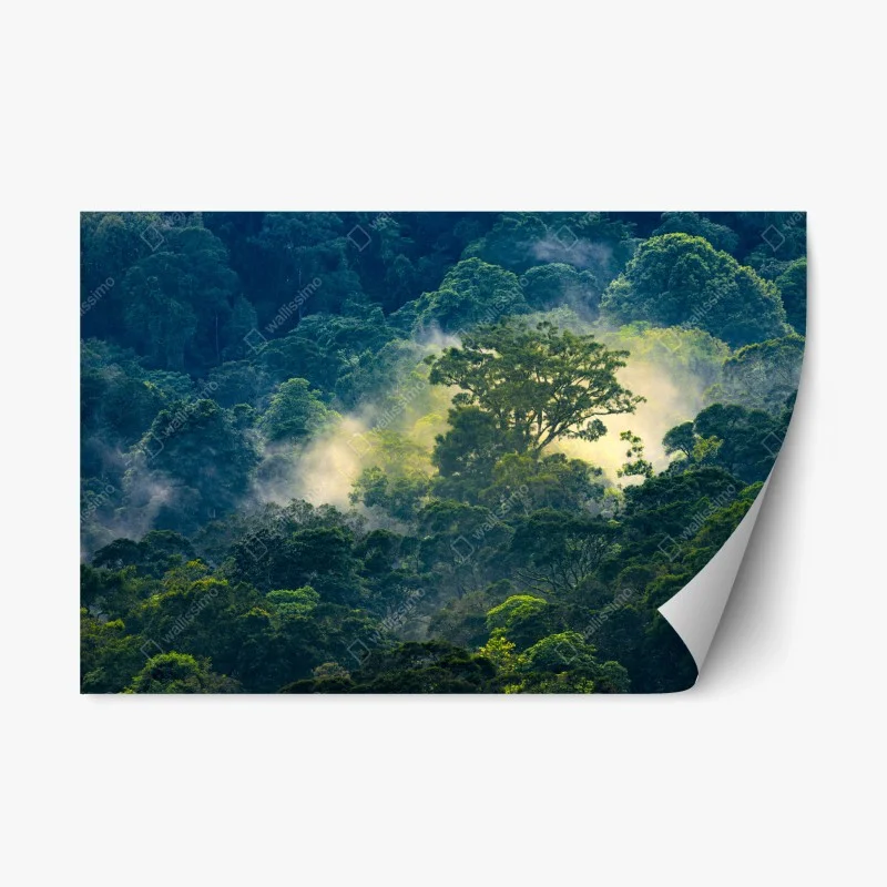 Repositionable sticker misty rainforest canopy