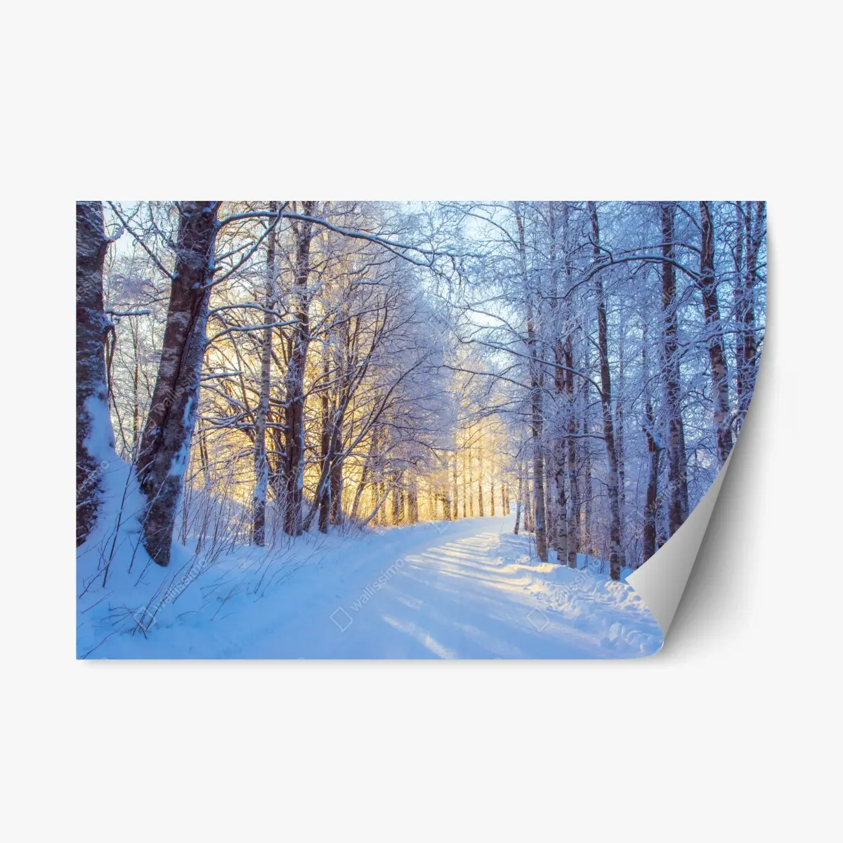 Repositionable sticker winter birch forest pathway at sunrise • Wallissimo®