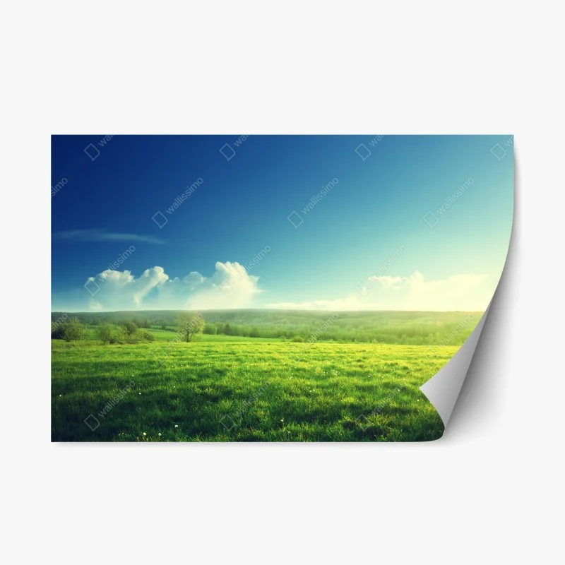 Repositionable sticker sunlit spring meadow at sunset