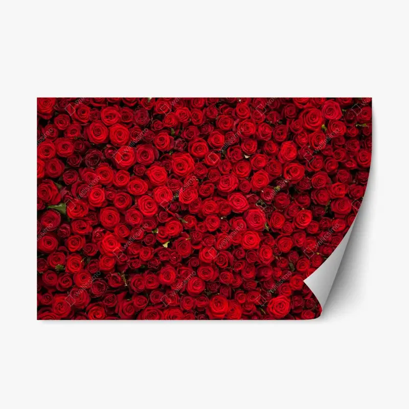 Repositionable sticker endless wall of red roses