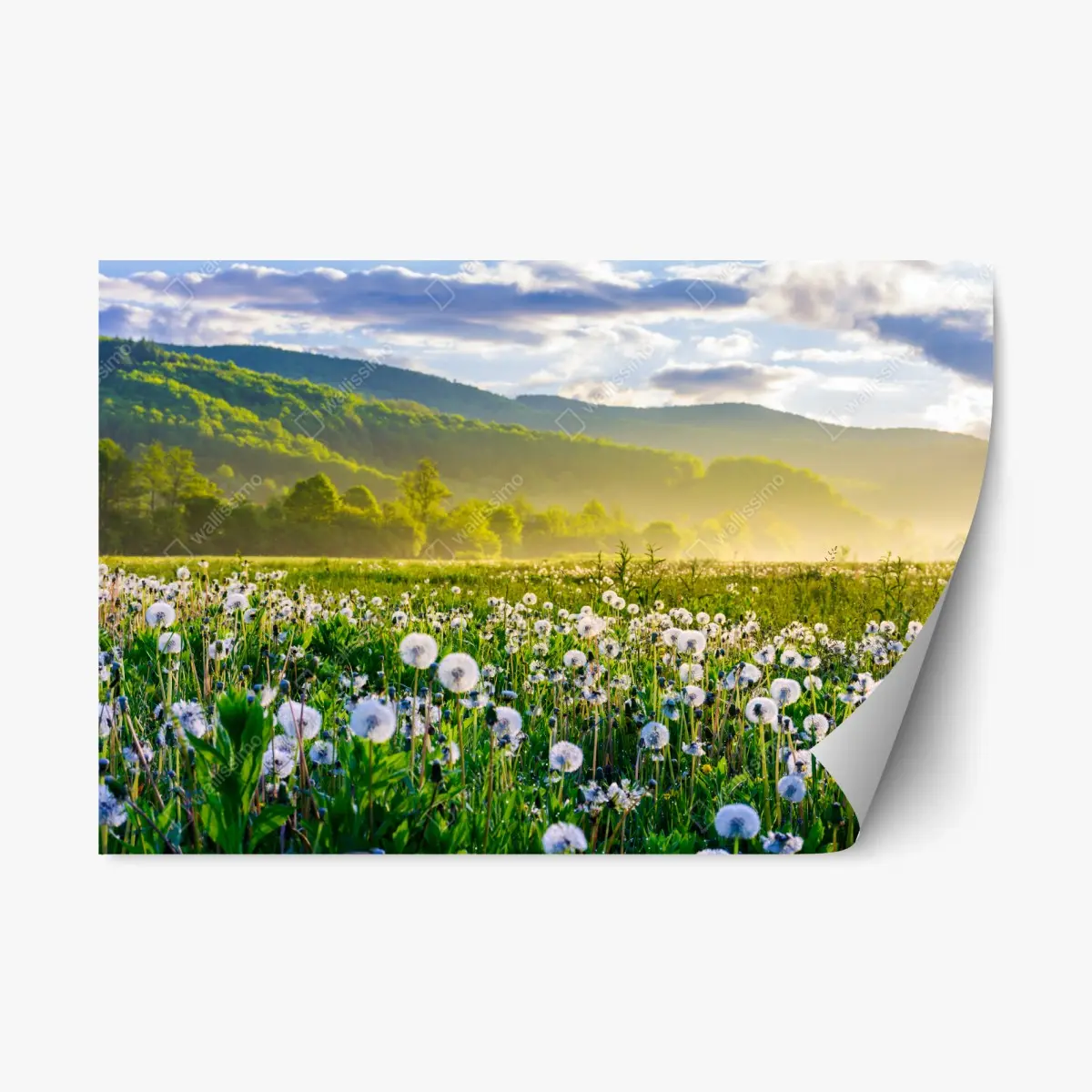 Repositionable sticker misty dandelion meadow at sunrise • Wallissimo® Repositionable sticker misty dandelion meadow at sunrise • Wallissimo®
