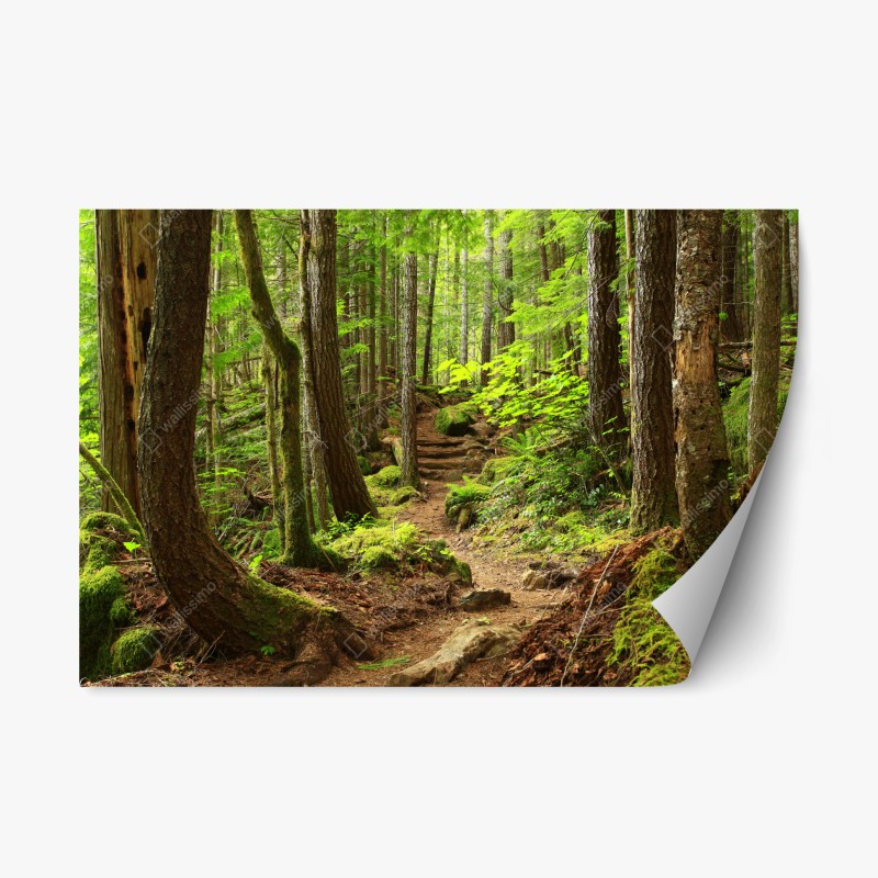 Repositionable sticker mossy forest trail