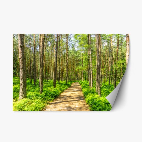 Repositionable sticker sunlit forest path through green pines • Wallissimo®