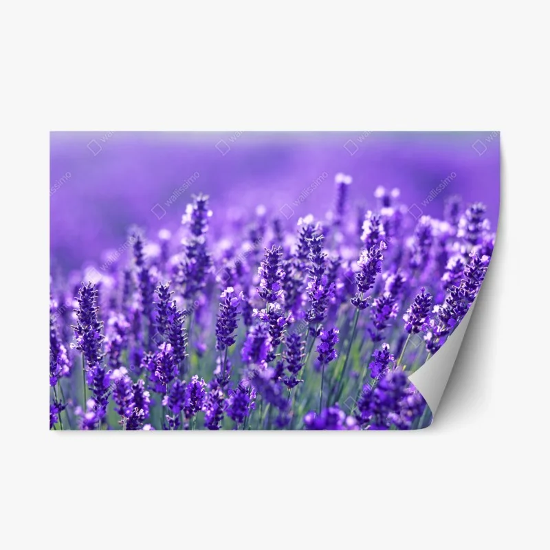 Repositionable sticker • Wallissimo®