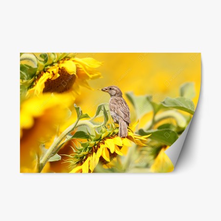 Repositionable sticker sparrow on a sunflower • Wallissimo®
