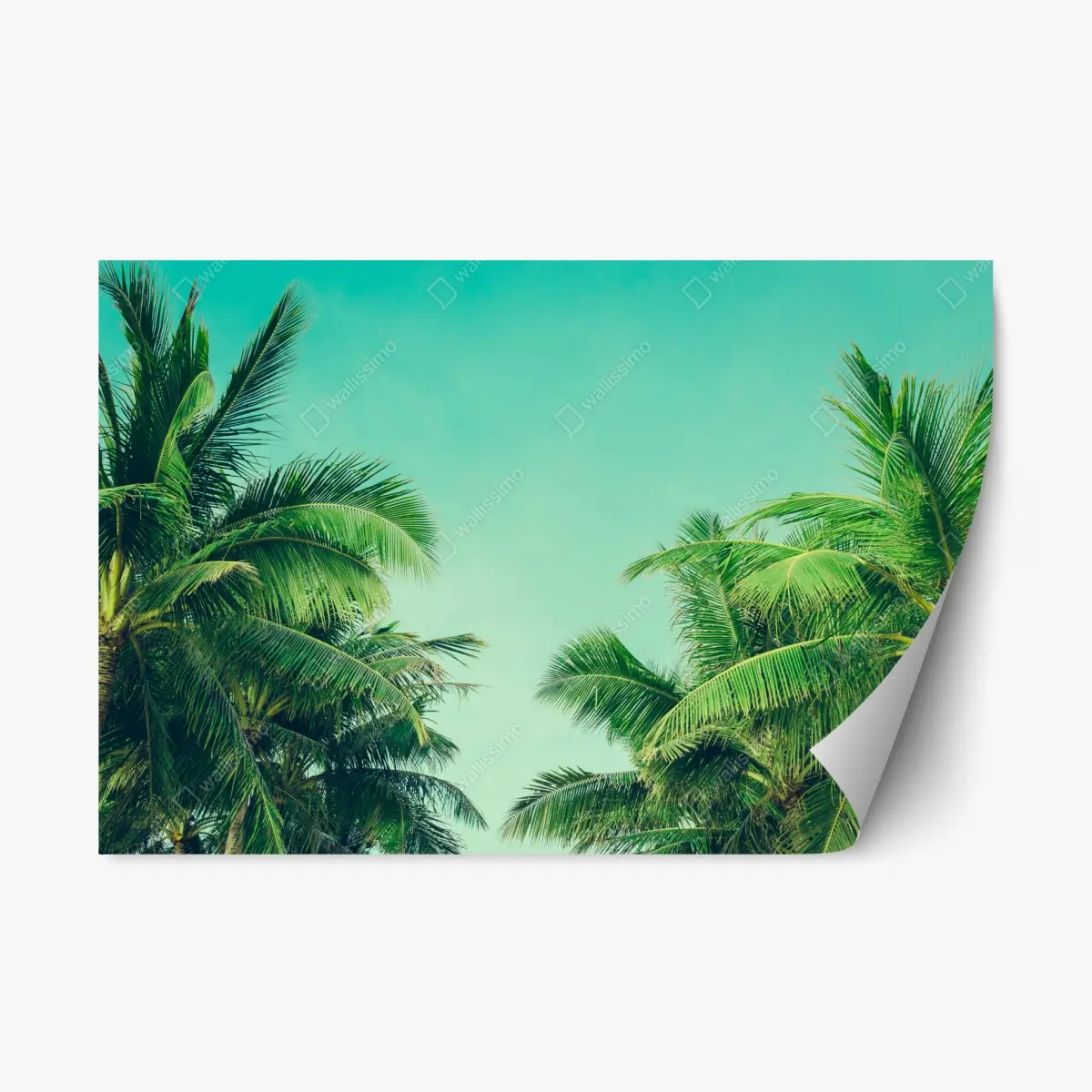 Repositionable sticker tropical palm canopy under turquoise sky • Wallissimo® Repositionable sticker tropical palm canopy under turquoise sky • Wallissimo®
