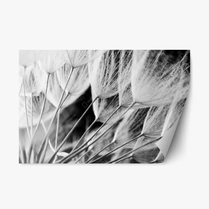 Repositionable sticker delicate dandelion seed close-up in monochrome