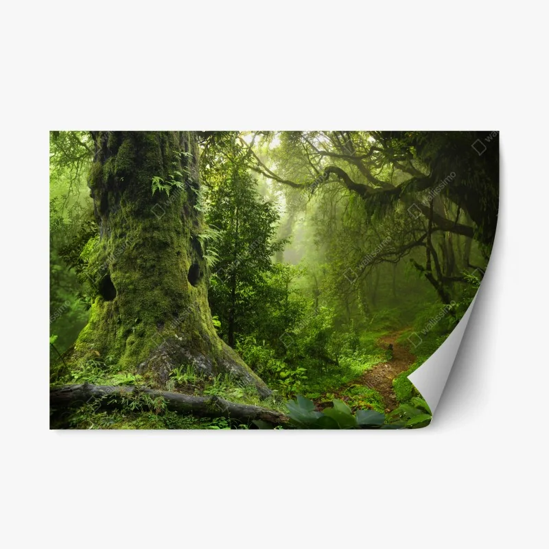 Repositionable sticker mossy ancient forest path