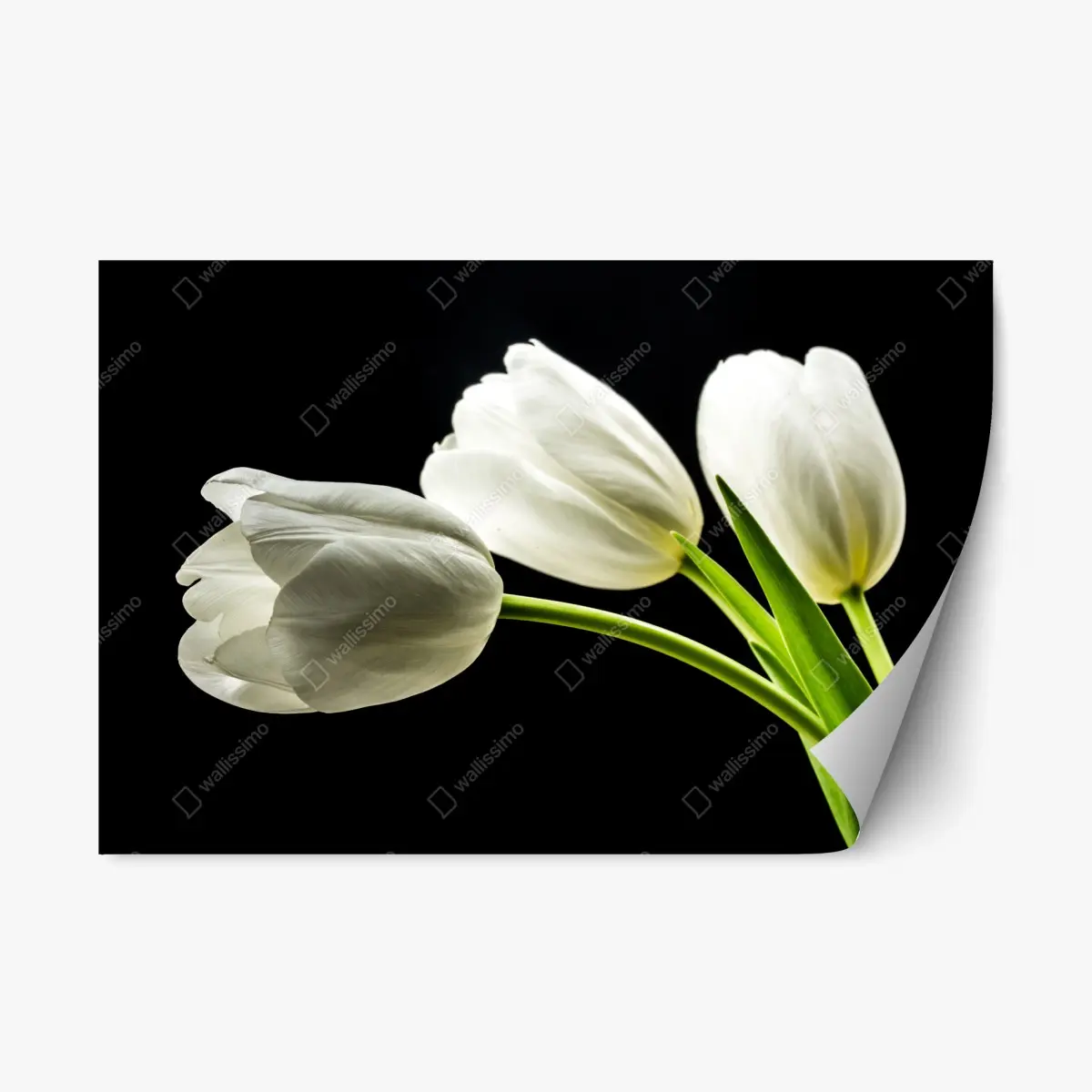 Repositionable sticker elegant white tulips on black background • Wallissimo® Repositionable sticker elegant white tulips on black background • Wallissimo®