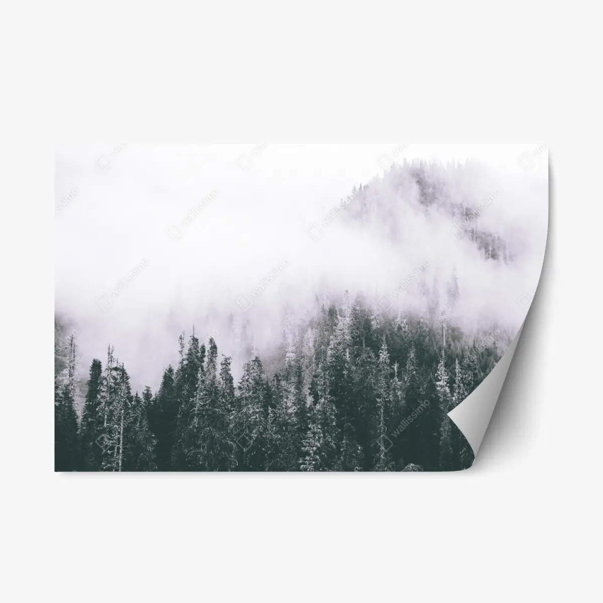 Repositionable sticker misty evergreen forest in fog ⁕ Wallissimo® Repositionable sticker misty evergreen forest in fog ⁕ Wallissimo®