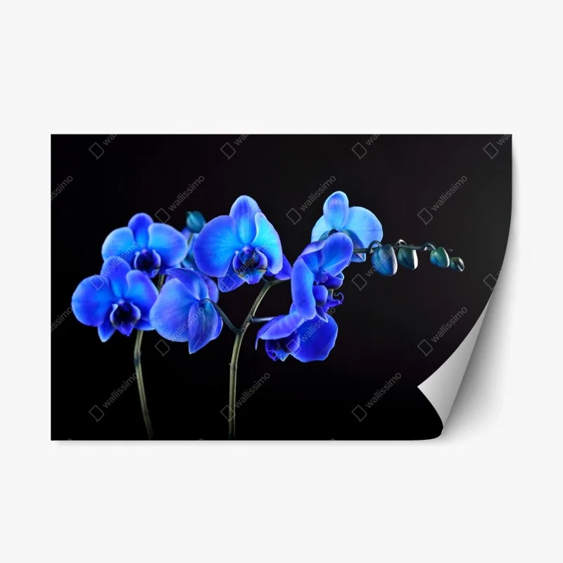 Repositionable sticker vibrant blue orchid on black background