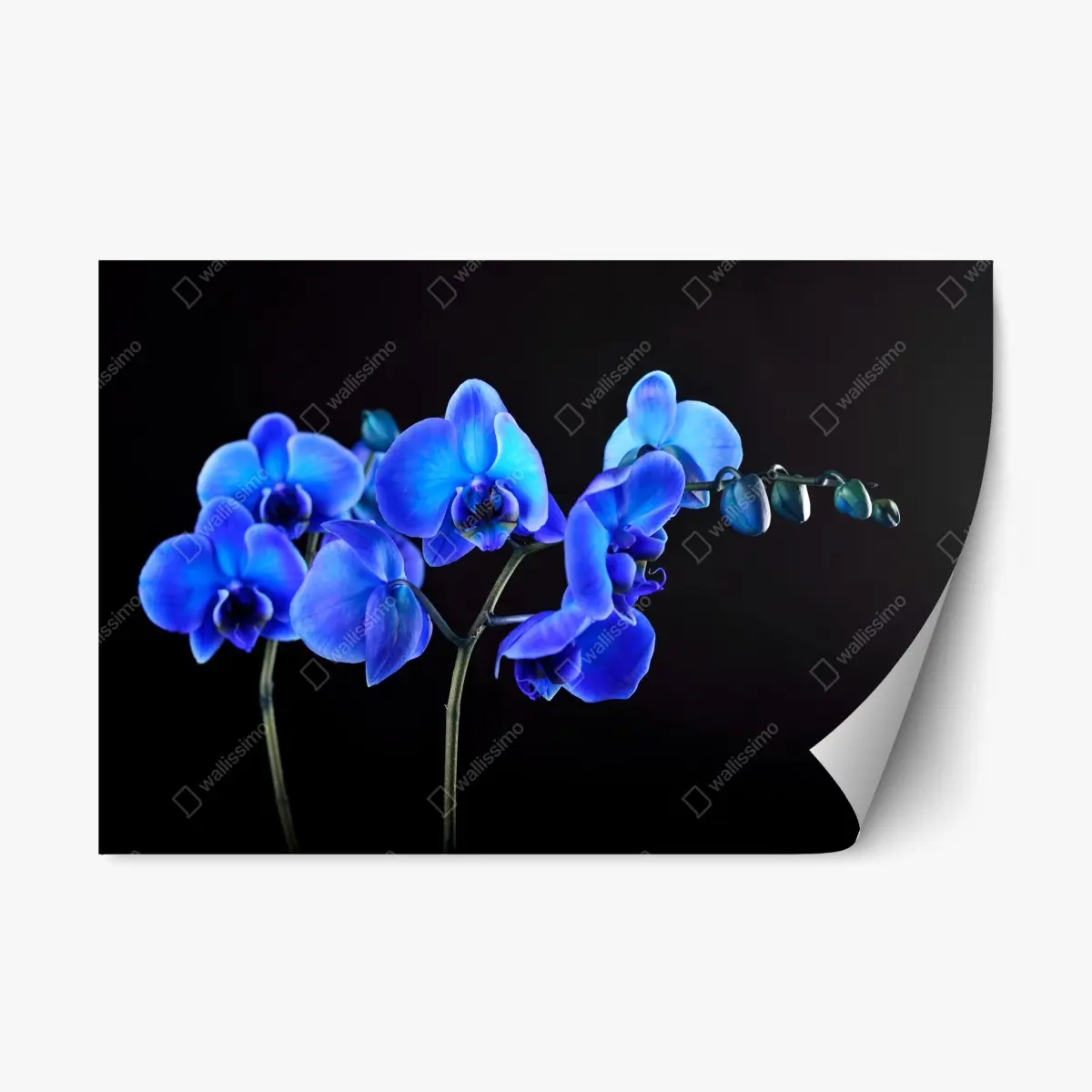 Repositionable sticker vibrant blue orchid on black background • Wallissimo® Repositionable sticker vibrant blue orchid on black background • Wallissimo®