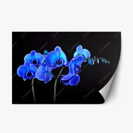 Repositionable sticker vibrant blue orchid on black background • Wallissimo®