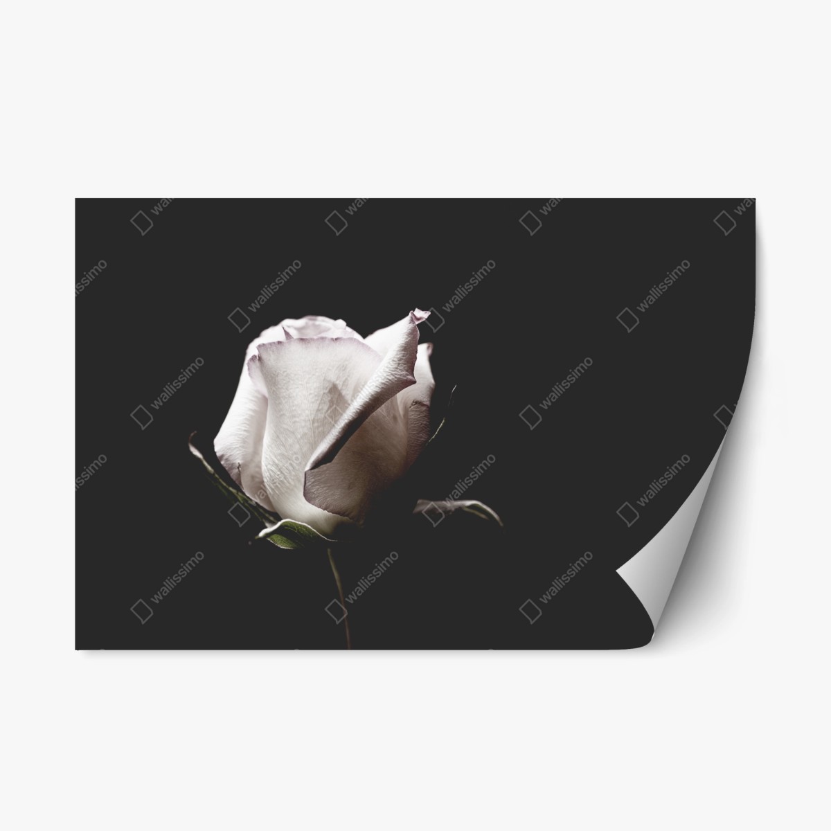 Repositionable sticker white rose on black background • Wallissimo® Repositionable sticker white rose on black background • Wallissimo®