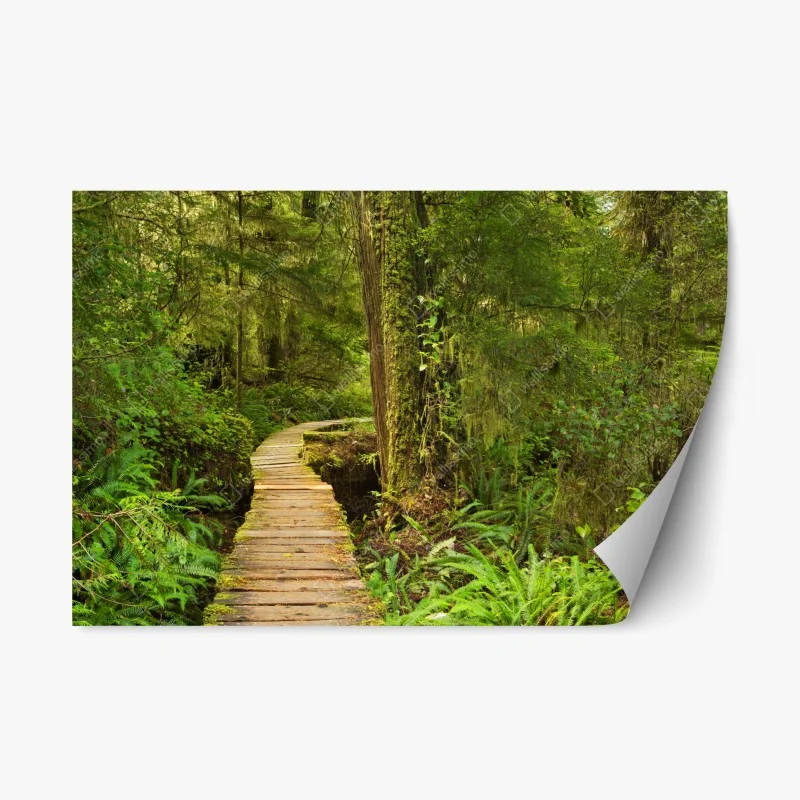 Repositionable sticker Pacific Rim rainforest boardwalk