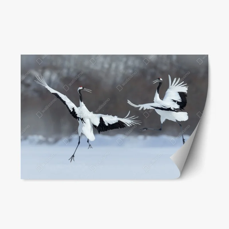 Repositionable sticker dancing red-crowned cranes in snow, Hokkaido