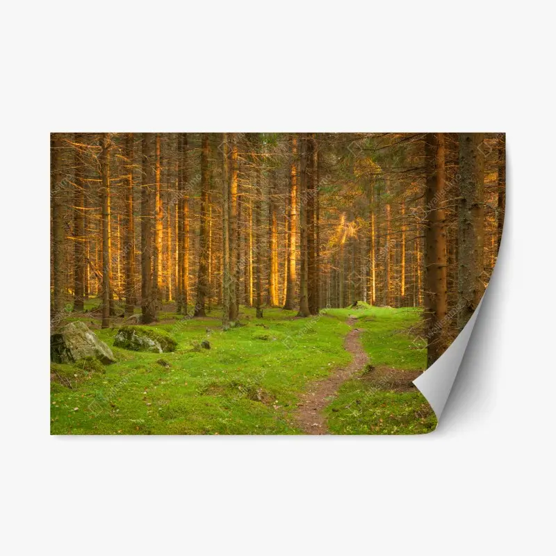 Repositionable sticker golden light in mossy pine forest