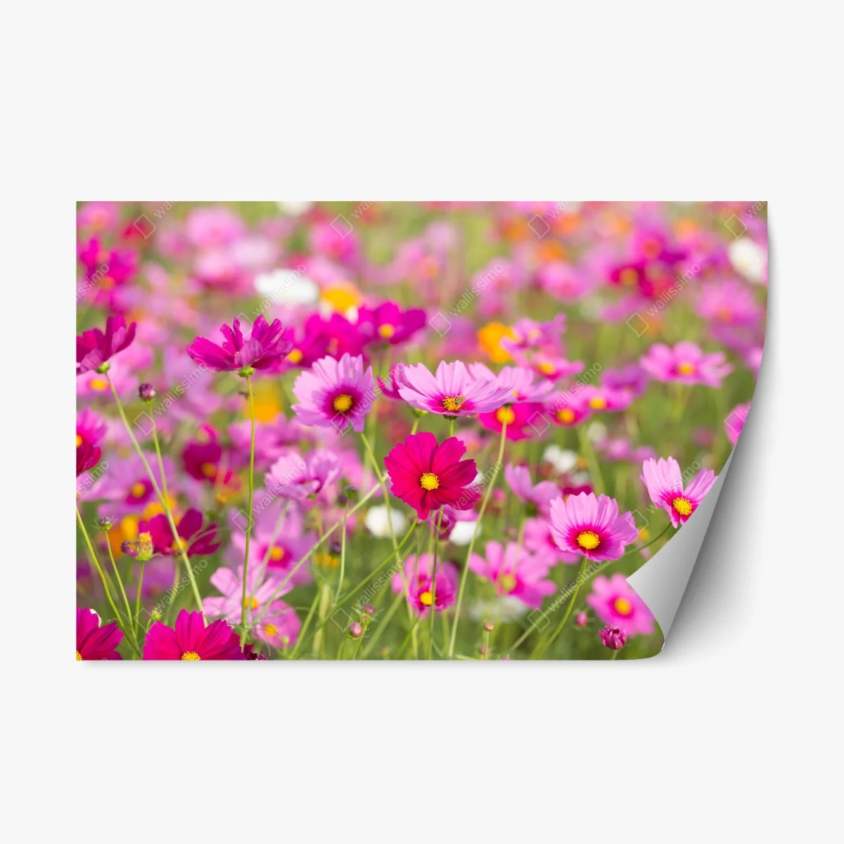 Repositionable sticker pink cosmos meadow in bloom • Wallissimo® Repositionable sticker pink cosmos meadow in bloom • Wallissimo®