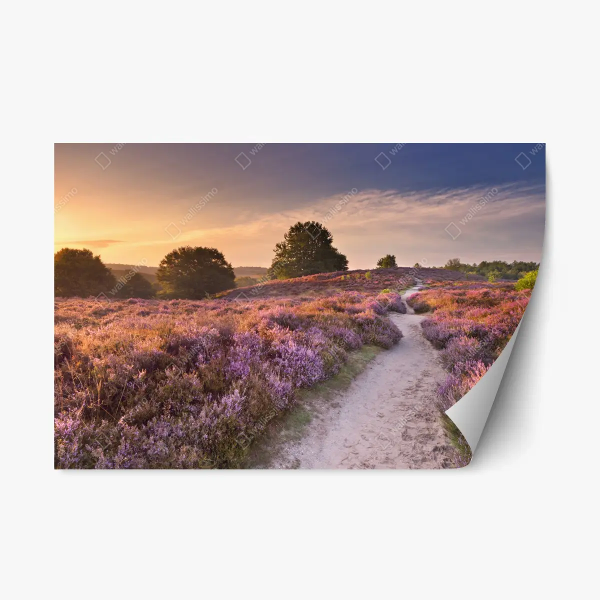 Repositionable sticker Posbank sunrise heather path • Wallissimo® Repositionable sticker Posbank sunrise heather path • Wallissimo®