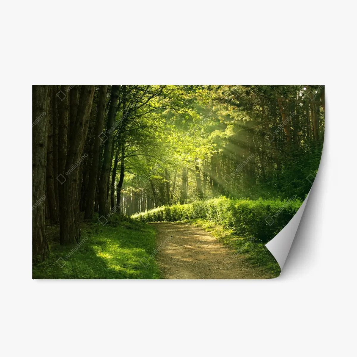 Repositionable sticker sunlit forest path in green summer • Wallissimo® Repositionable sticker sunlit forest path in green summer • Wallissimo®