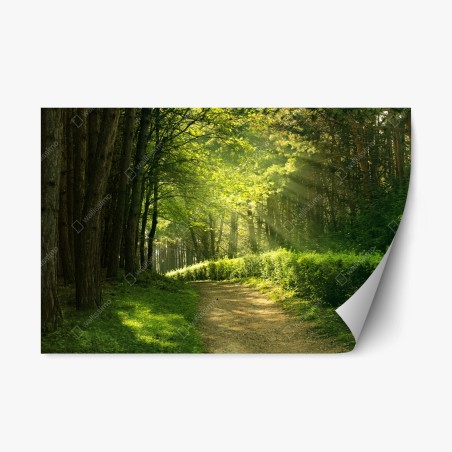 Repositionable sticker sunlit forest path in green summer • Wallissimo®
