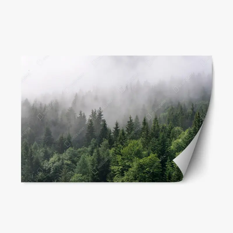 Repositionable sticker misty evergreen forest panorama ⁕ Wallissimo®