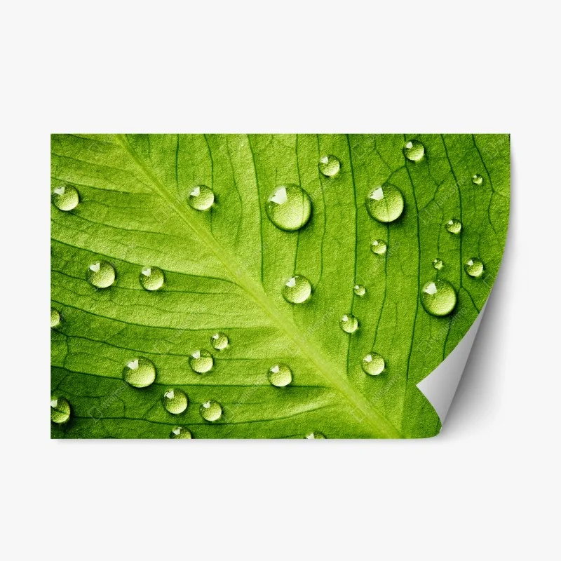 Repositionable sticker fresh green leaf with water droplets