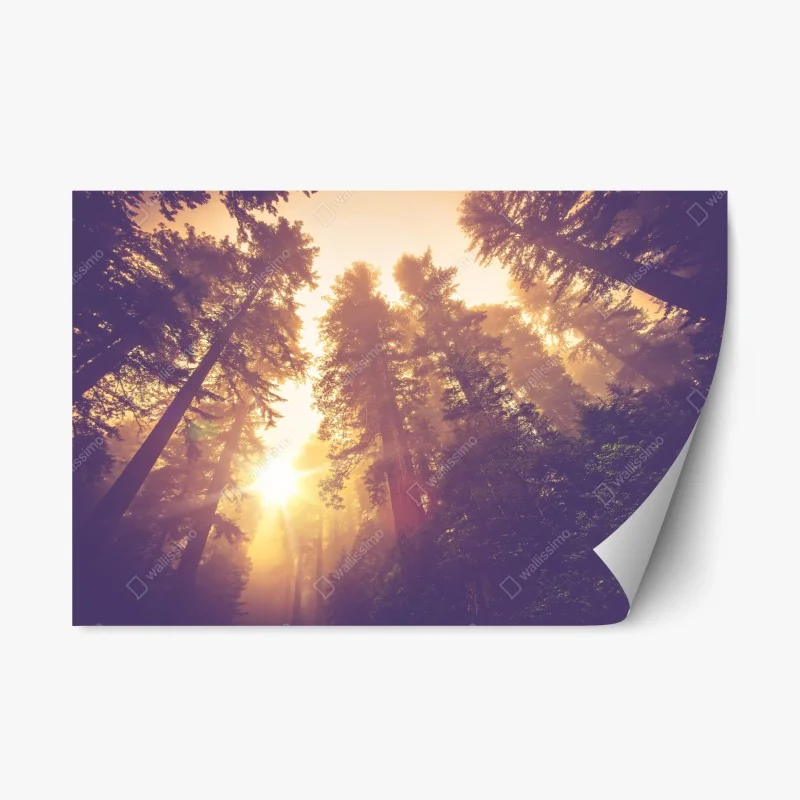 Repositionable sticker misty redwood forest sunrise in warm vintage tones