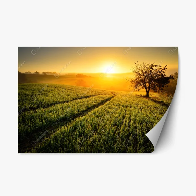 Repositionable sticker sunlit meadow at sunrise