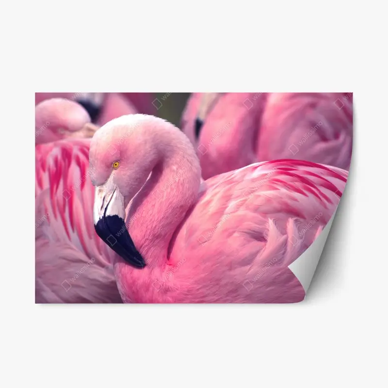 Repositionable sticker pink flamingo close-up