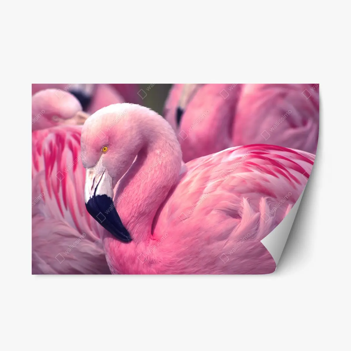 Repositionable sticker pink flamingo close-up • Wallissimo® Repositionable sticker pink flamingo close-up • Wallissimo®