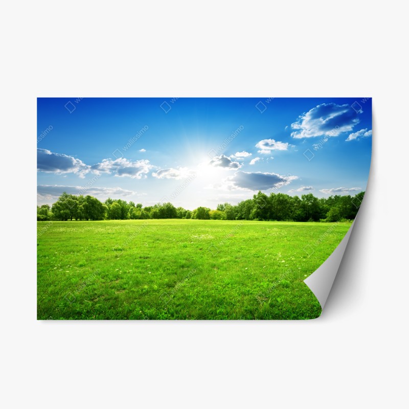 Repositionable sticker sunlit green meadow landscape