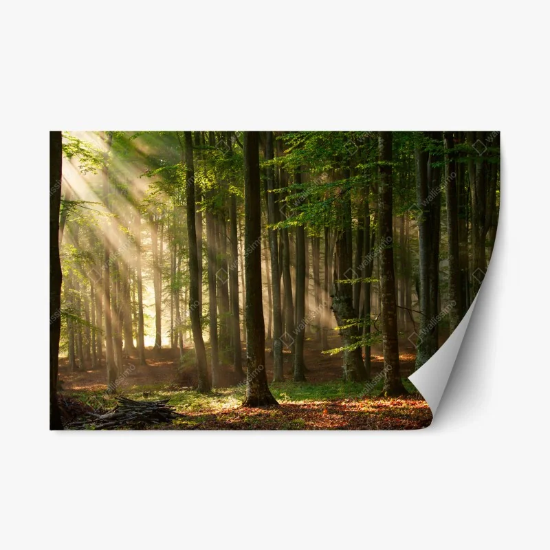 Repositionable sticker lavender field at sunset • Wallissimo®