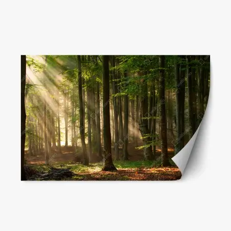 Repositionable sticker morning light in a beech forest • Wallissimo®