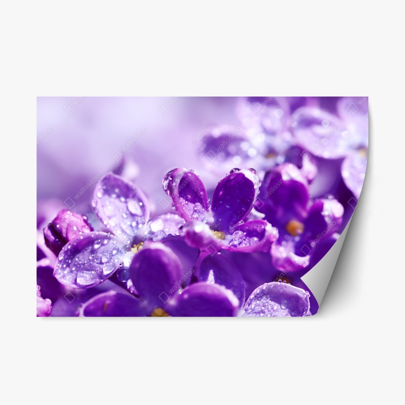 Repositionable sticker purple lilac blossom with dewdrops