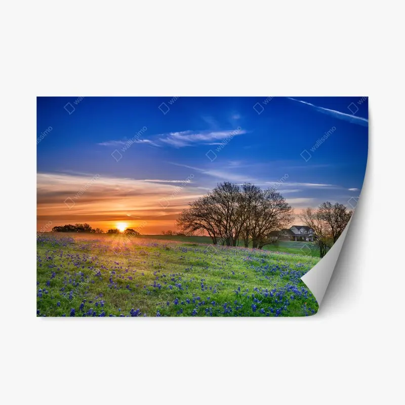 Repositionable sticker Texas bluebonnet sunrise meadow