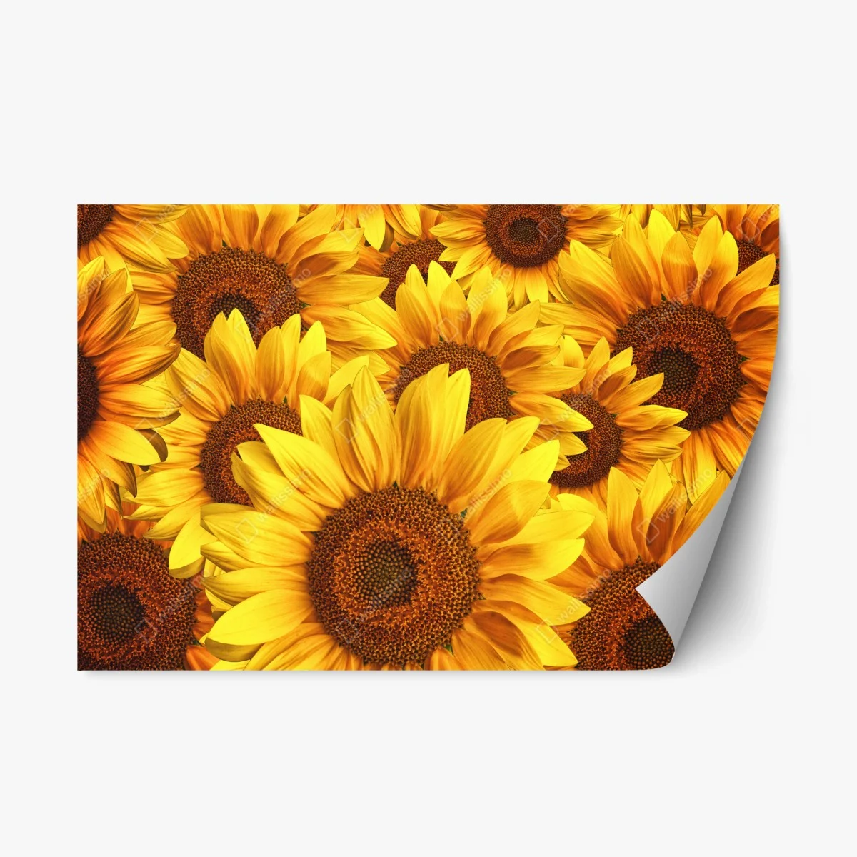 Repositionable sticker golden sunflower bloom • Wallissimo® Repositionable sticker golden sunflower bloom • Wallissimo®