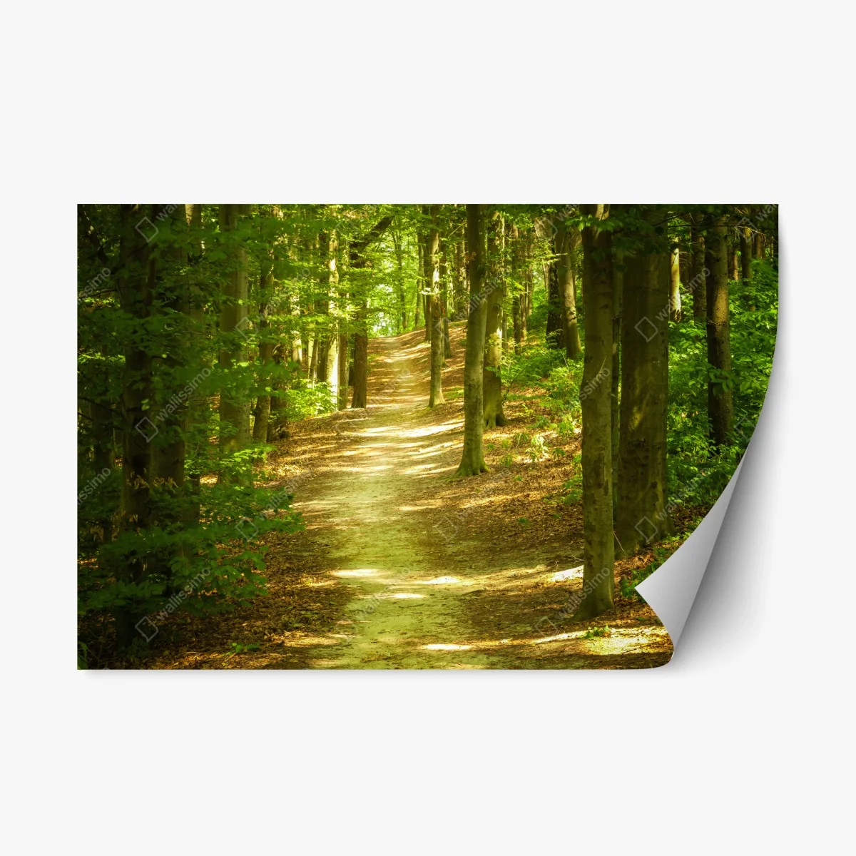 Repositionable sticker sunlit forest trail ⁕ Wallissimo® Repositionable sticker sunlit forest trail ⁕ Wallissimo®
