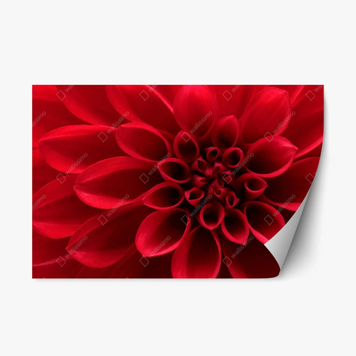 Repositionable sticker red dahlia close-up • Wallissimo® Repositionable sticker red dahlia close-up • Wallissimo®