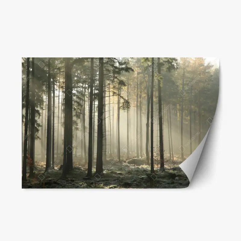 Repositionable sticker misty morning forest with sun rays