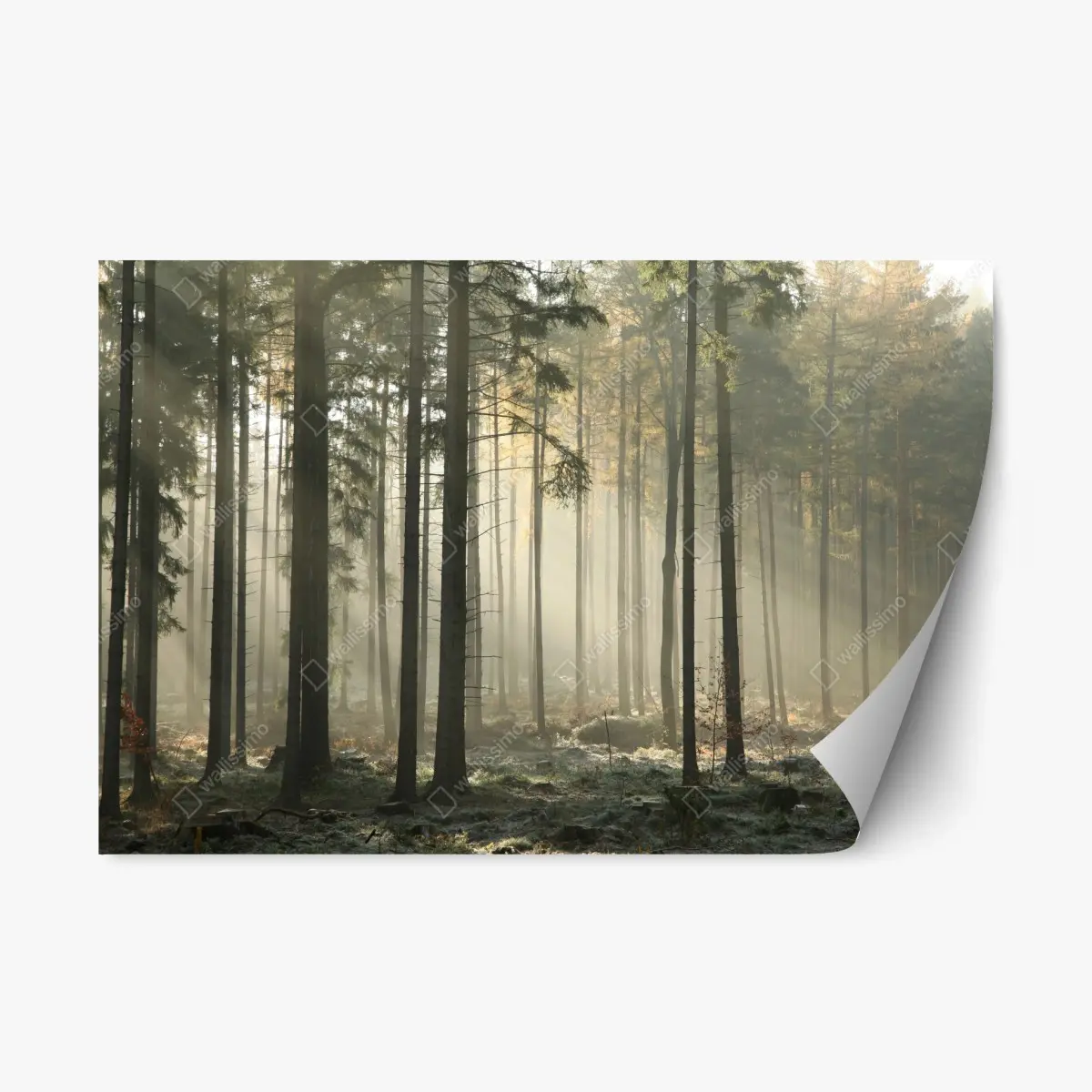 Repositionable sticker misty morning forest with sun rays • Wallissimo® Repositionable sticker misty morning forest with sun rays • Wallissimo®