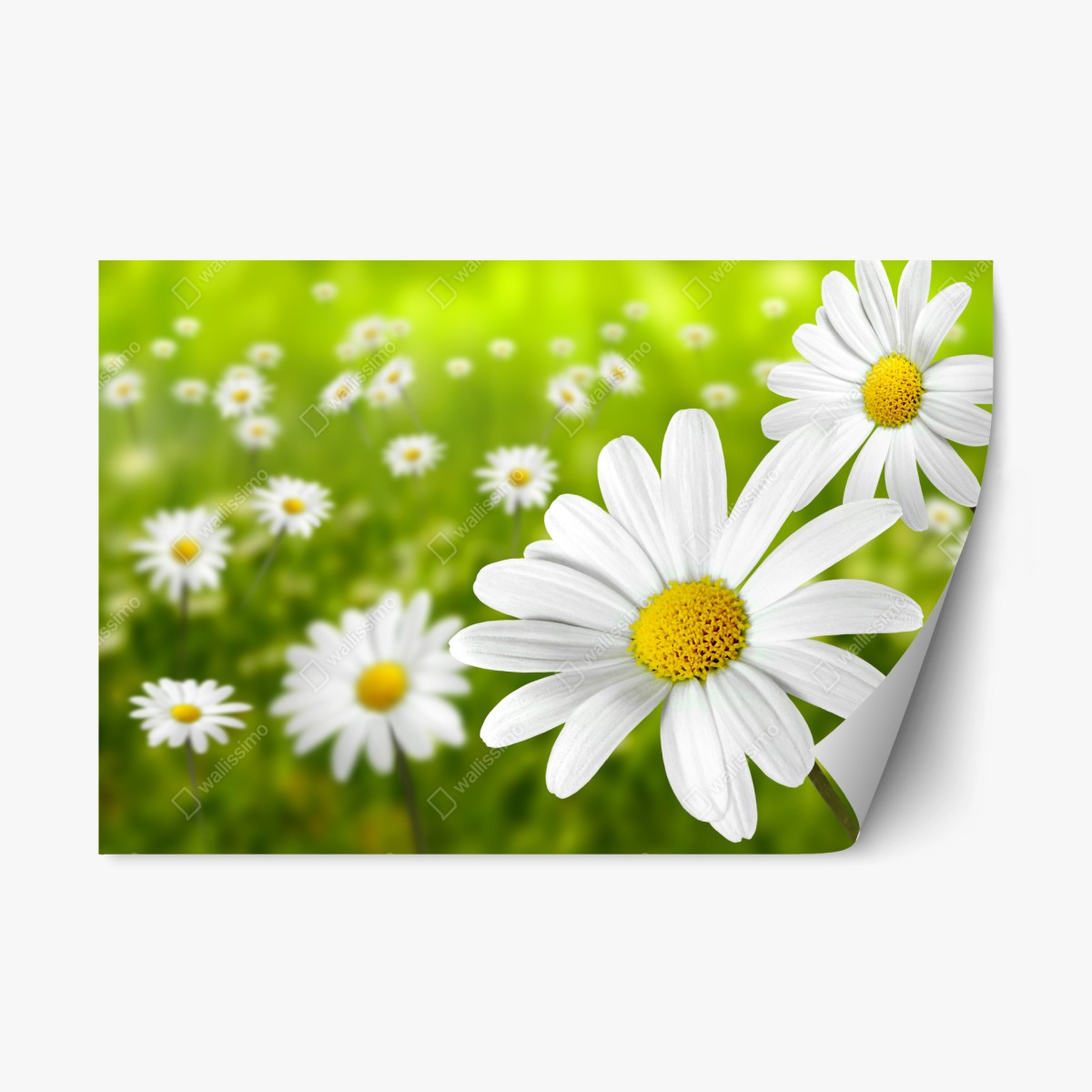 Repositionable sticker white daisy meadow • Wallissimo® Repositionable sticker white daisy meadow • Wallissimo®