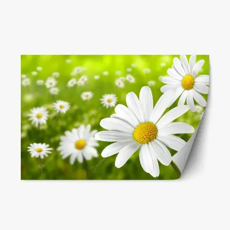 Repositionable sticker white daisy meadow • Wallissimo®