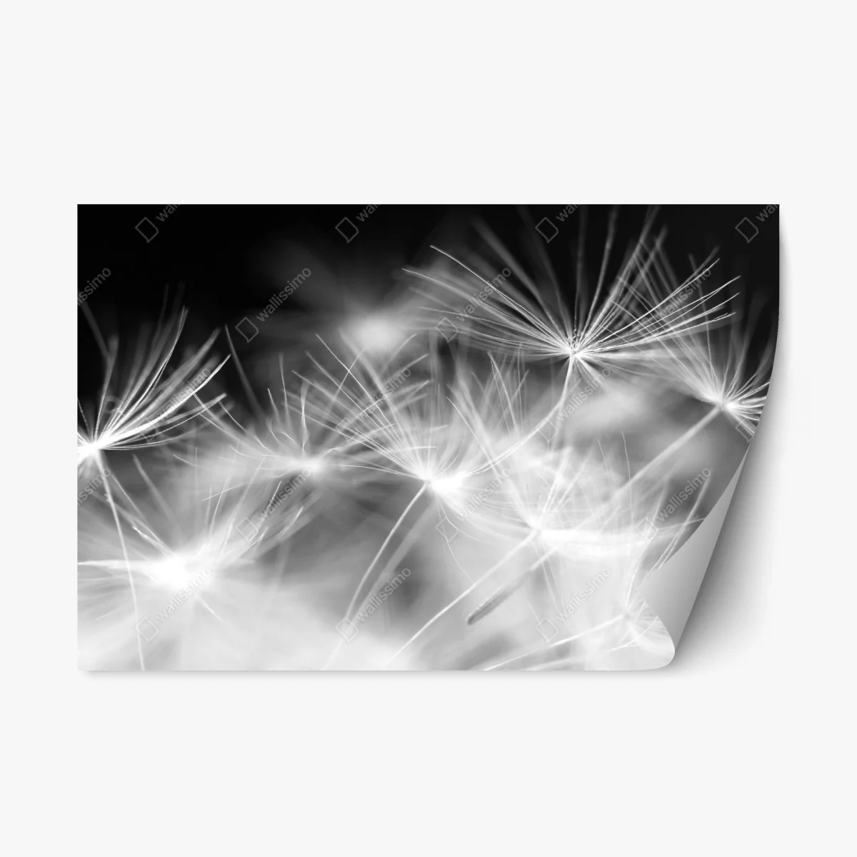 Repositionable sticker delicate dandelion seeds in monochrome • Wallissimo® Repositionable sticker delicate dandelion seeds in monochrome • Wallissimo®