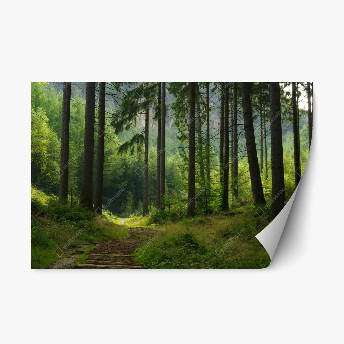 Repositionable sticker serene forest trail • Wallissimo® Repositionable sticker serene forest trail • Wallissimo®