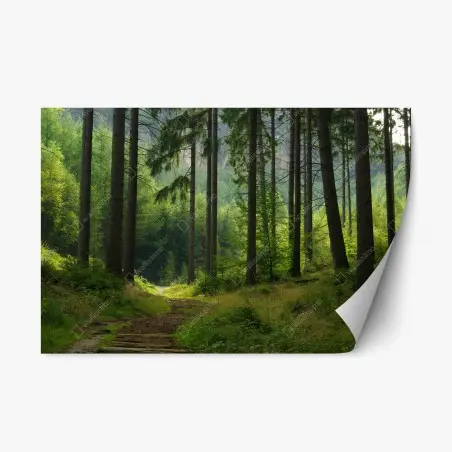 Repositionable sticker serene forest trail • Wallissimo®